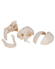 3B Scientific Cranio BONElike