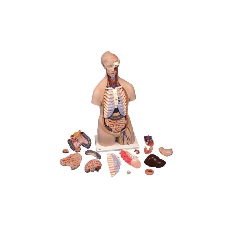 3B Scientific, torso standard senza sesso, scomponibile in 16 parti B11