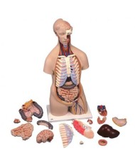 3B Scientific, torso standard senza sesso, scomponibile in 16 parti B11