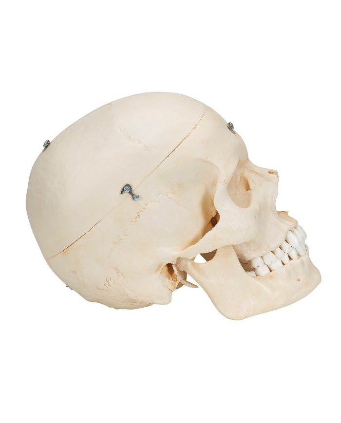 3B Scientific Cranio BONElike