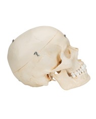 3B Scientific Cranio BONElike