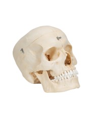 3B Scientific Cranio BONElike