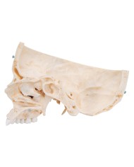 3B Scientific Cranio BONElike
