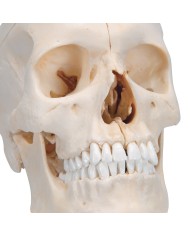 3B Scientific Cranio BONElike