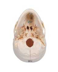 3B Scientific Cranio BONElike