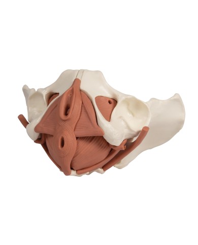 Modello anatomico di bacino femminile con pavimento pelvico 12 parti Modello anatomico di bacino femminile con pavimento pelvico 12 parti