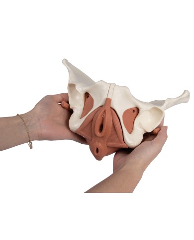 Modello anatomico di bacino femminile con pavimento pelvico 12 parti Modello anatomico di bacino femminile con pavimento pelvico 12 parti