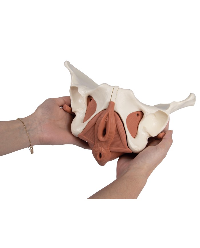 Modello anatomico di bacino femminile con pavimento pelvico 12 parti