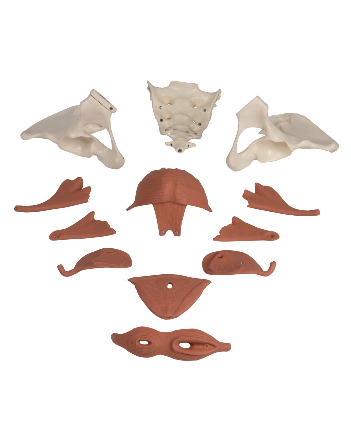 Modello anatomico di bacino femminile con pavimento pelvico 12 parti