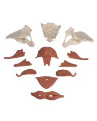 Modello anatomico di bacino femminile con pavimento pelvico 12 parti