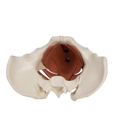 Modello anatomico di bacino femminile con pavimento pelvico 12 parti Modello anatomico di bacino femminile con pavimento pelvico 12 parti