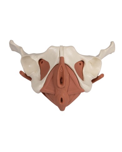 Modello anatomico di bacino femminile con pavimento pelvico 12 parti Modello anatomico di bacino femminile con pavimento pelvico 12 parti