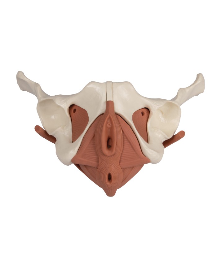 Modello anatomico di bacino femminile con pavimento pelvico 12 parti