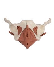 Modello anatomico di bacino femminile con pavimento pelvico 12 parti