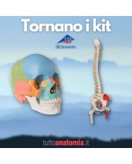 Offerta Ossa 3B Scientific Cranio A291 Colonna A58 3