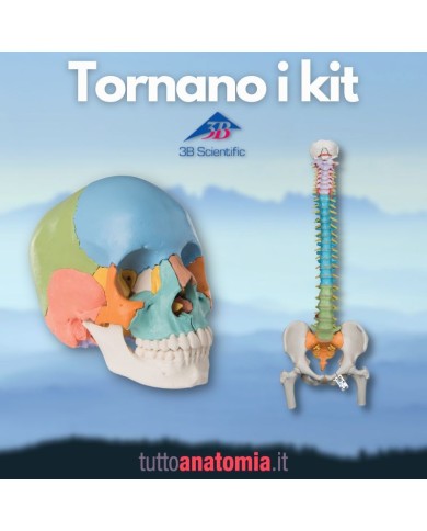 Offerta Ossa 3B Scientific: Cranio A291, Colonna colorata con tronchi dei femori A58/9 Offerta Ossa 3B Scientific: Cranio A291, Colonna colorata con tronchi dei femori A58/9