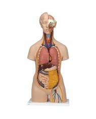 3B Scientific, Torso standard, senza sesso, scomponibile in 14 parti B13