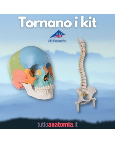 Offerta Ossa 3B Scientific: Cranio A291, Colonna A58/2 Offerta Ossa 3B Scientific: Cranio A291, Colonna A58/2