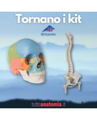 Offerta Ossa 3B Scientific: Cranio A291, Colonna A58/2