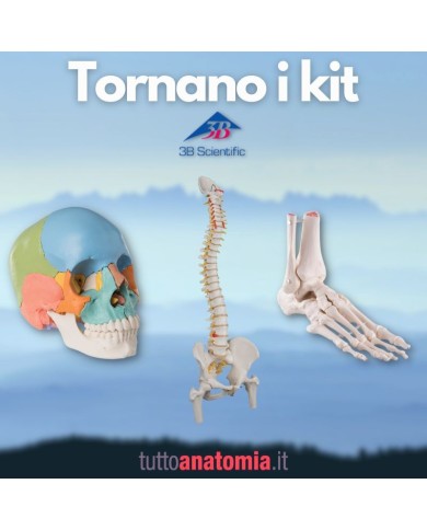 Offerta Ossa 3B Scientific: Cranio A291, Colonna A58/2, Piede A31/1R Offerta Ossa 3B Scientific: Cranio A291, Colonna A58/2, Piede A31/1R