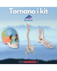Offerta Ossa 3B Scientific: Cranio A291, Colonna A58/2, Piede A31/1R