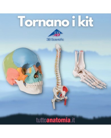 Offerta Ossa 3B Scientific: Cranio A291, Colonna A58/3, Piede A31/1R Offerta Ossa 3B Scientific: Cranio A291, Colonna A58/3, Piede A31/1R