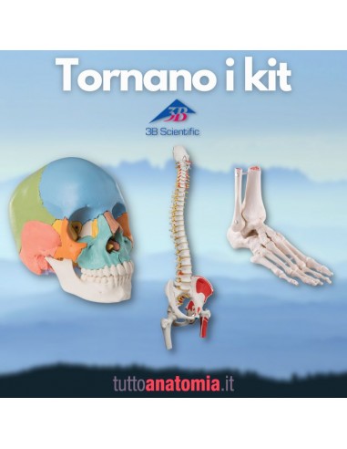 Offerta Tris Ossa 3B Scientific:...