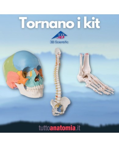 Offerta Ossa 3B Scientific: Cranio A291, Colonna A58/1, Piede A31/1R Offerta Ossa 3B Scientific: Cranio A291, Colonna A58/1, Piede A31/1R
