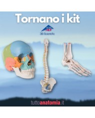 Offerta Ossa 3B Scientific: Cranio A291, Colonna A58/1, Piede A31/1R