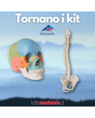 Offerta Ossa 3B Scientific: Cranio A291, Colonna A58/1 Offerta Ossa 3B Scientific: Cranio A291, Colonna A58/1