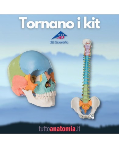 Offerta Ossa 3B Scientific: Cranio A291, Colonna colorata A58/8 Offerta Ossa 3B Scientific: Cranio A291, Colonna colorata A58/8