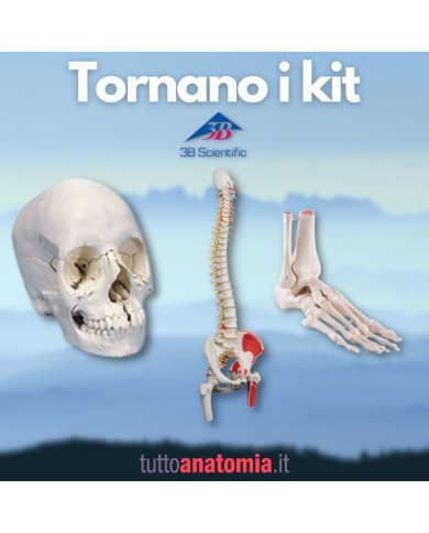 Offerta Ossa 3B Scientific: Cranio A290, Colonna A58/3, Piede A31/1R Offerta Ossa 3B Scientific: Cranio A290, Colonna A58/3, Piede A31/1R