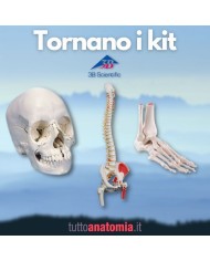 Offerta Ossa 3B Scientific: Cranio A290, Colonna A58/3, Piede A31/1R