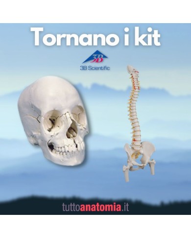 Offerta Ossa 3B Scientific: Cranio A290, Colonna A58/2 Offerta Ossa 3B Scientific: Cranio A290, Colonna A58/2