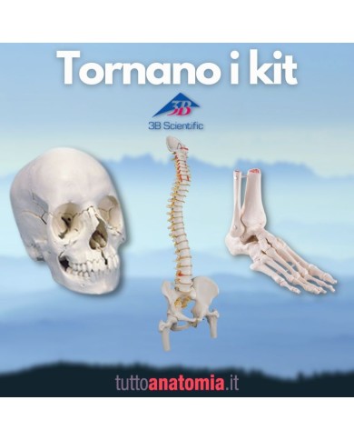 Offerta Ossa 3B Scientific: Cranio A290, Colonna A58/2, Piede A31/1R Offerta Ossa 3B Scientific: Cranio A290, Colonna A58/2, Piede A31/1R