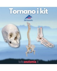 Offerta Ossa 3B Scientific: Cranio A290, Colonna A58/2, Piede A31/1R