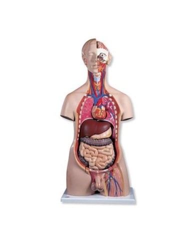 3B Scientific, torso maschile, modello anatomico di lusso, scomponibile in 20 parti B15 3B Scientific, torso maschile, modello anatomico di lusso, scomponibile in 20 parti B15