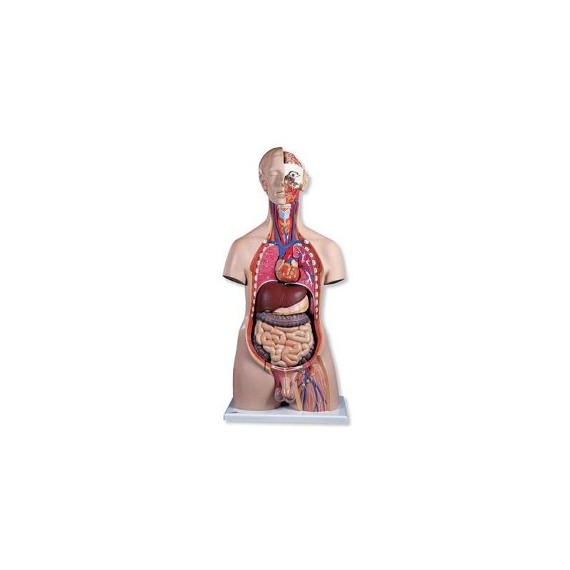 3B Scientific, torso maschile, modello anatomico di lusso, scomponibile in 20 parti B15