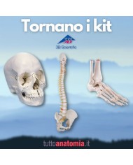 Offerta Ossa 3B Scientific: Cranio A290, Colonna A58/1, Piede A31/1R