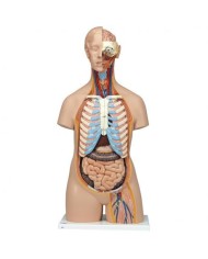 3B Scientific, Torso standard senza sesso, con schiena aperta, scomponibile in 21 parti B17