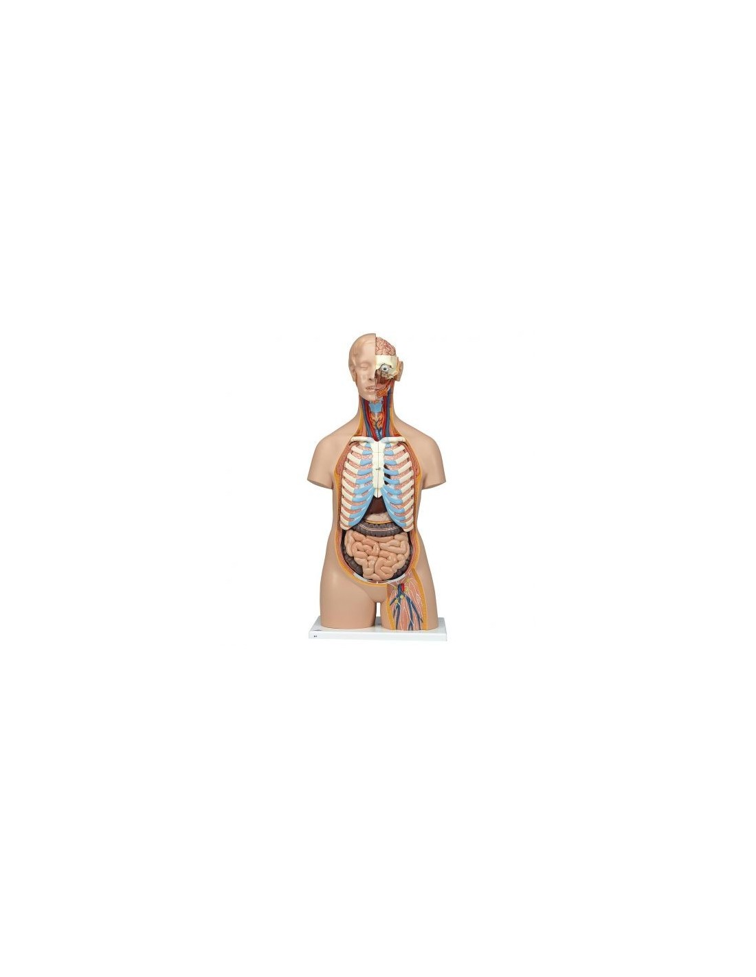 Modello anatomico Scheletro con nervi e arterie Scheletro Umano 87