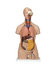 3B Scientific, Torso standard, senza sesso, con schiena aperta, scomponibile in 18 parti B19