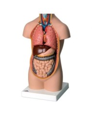 3B Scientific, mini torso umano senza testa, scomponibile in 9 parti B20