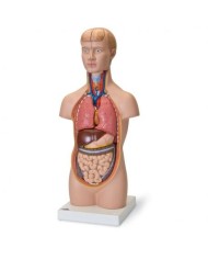 3B Scientific, modello anatomico di mini torso umano, scomponibile in 12 parti B22