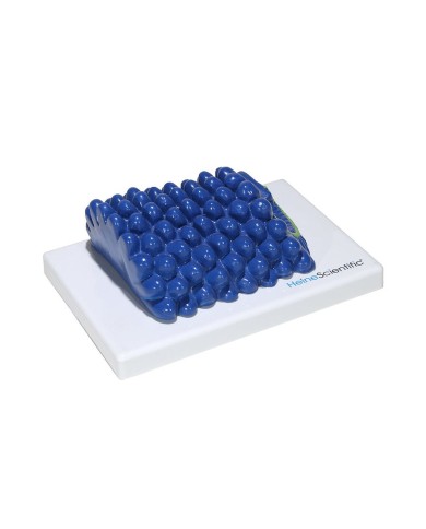 Set di Modelli Anatomici dei Virus 4 Pezzi 