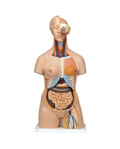 3B Scientific, Torso bisessuato, modello di lusso, scomponibile in 24 parti B30 3B Scientific, Torso bisessuato, modello di lusso, scomponibile in 24 parti B30