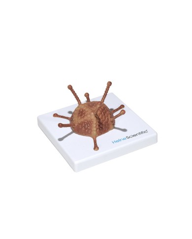 Set di Modelli Anatomici dei Virus 4 Pezzi 