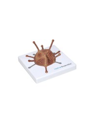 Set di Modelli Anatomici dei Virus 4 Pezzi 