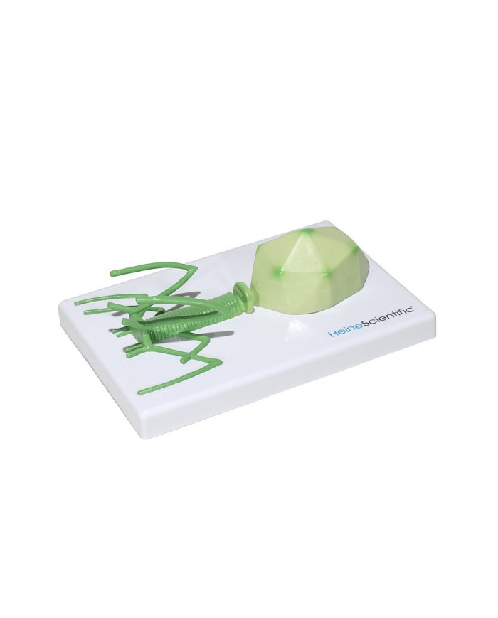 Set di Modelli Anatomici dei Virus 4 Pezzi 