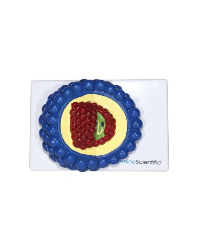 Set di Modelli Anatomici dei Virus 4 Pezzi 